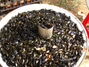 Cambodia Water Bugs Snack