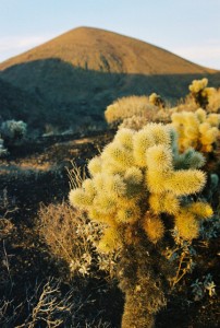 Pinacate Peak cholla Sonora Mexico