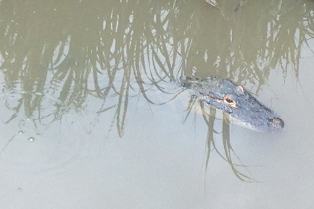 Alligator at Darien Georgia