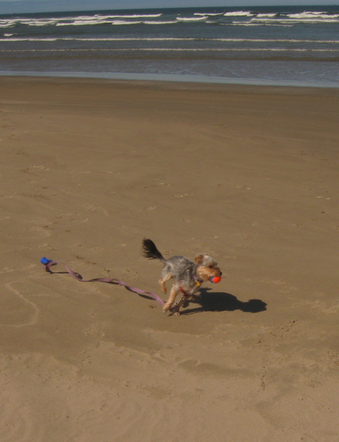 Peanut dog running on beach with ball, Oregon