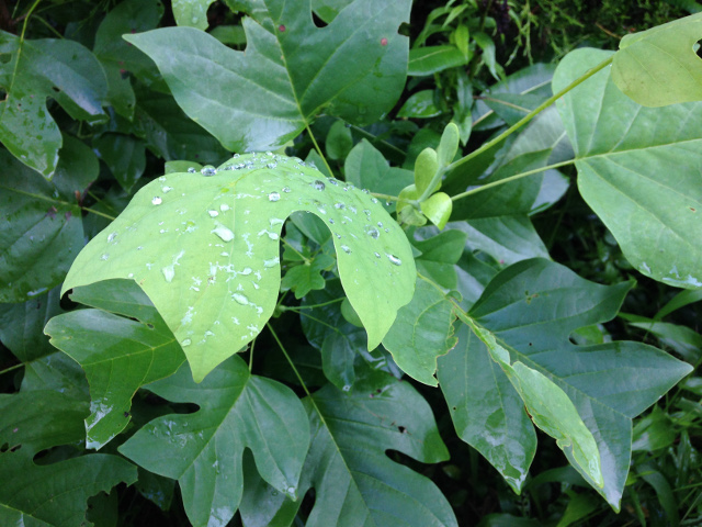 Leaves with raindrops, Kentucky