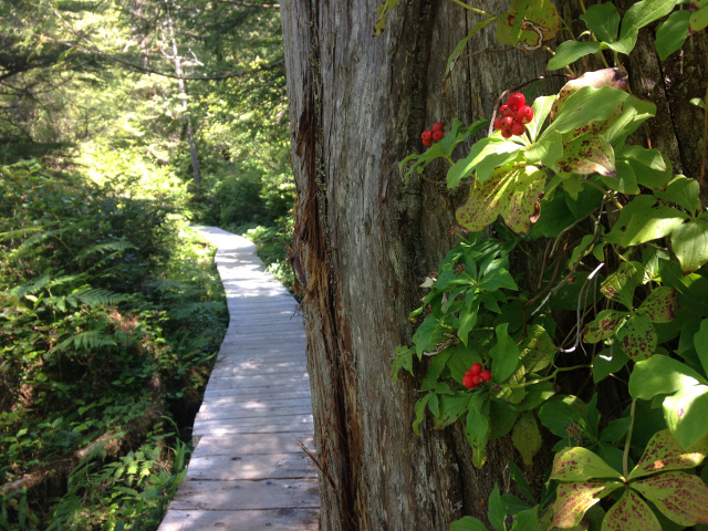 Forest trail on Ozette Triangle, Washington