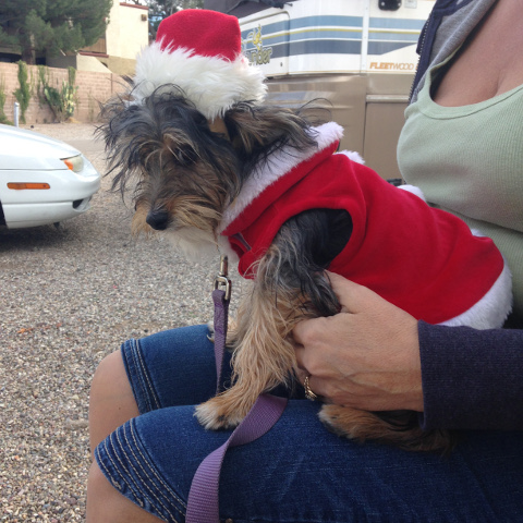 Peanut the dog in a Santa Claus outfit