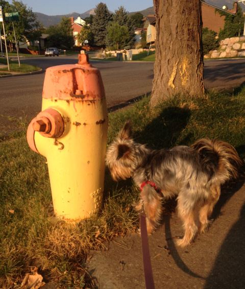 Peanut sniffing fire hydrant in Bountiful, Utah