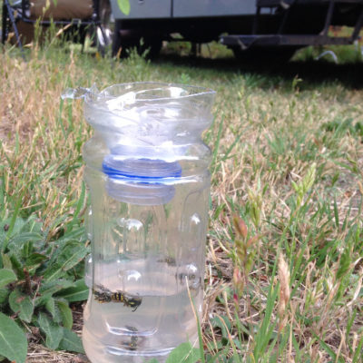 We made our own wasp trap; didn't make a difference