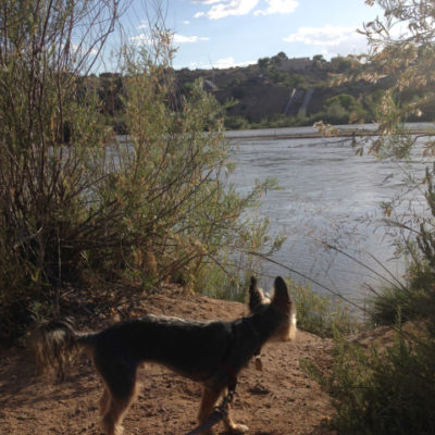 Peanut likes the Rio Grande, Albuquerque