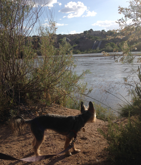 Peanut the dog along the Rio Grande