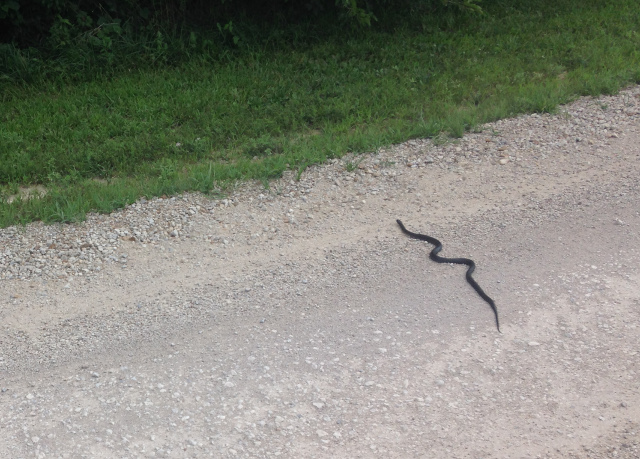Rat snake crossing road in Kansas
